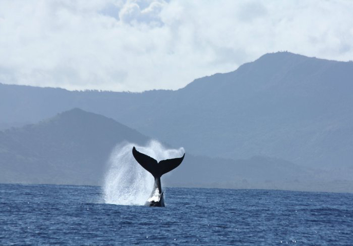 Diving in Mauritius island